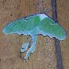 Luna moth