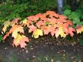 Fall Activities